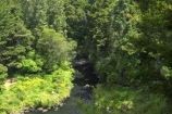 bay-of-islands;brook;brooks;creek;creeks;fern;ferns;flora;forest;forestry;forests;green;Kerikeri;Kerikeri-River;lush;native-bush;new-zealand;north-is.;north-island;Northland;outdoor;outdoors;Rainbow-Falls;rivers;stream;streams;undergrowth;watercourse