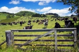 agricultural;agriculture;country;countryside;cow;cows;crop;crops;dairy;dairy-cow;dairy-cows;dairy-farm;dairy-farms;farm;farming;farmland;farms;field;fields;gate;gates;gateway;gateways;hokianga;horticulture;kaikohe;meadow;meadows;new-zealand;north-is.;north-island;northland;paddock;paddocks;pasture;pastures;rural