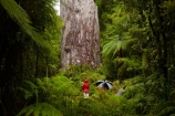2000-year-old-kauri-tree;beautiful;beauty;bg-kauri;bg-kauris;big-tree;big-trees;bush;endemic;forest;forests;giant-2000-year-old-kauri-tree;giant-kauri;giant-kauris;giant-tree;giant-trees;green;kauri;Kauri-Coast;kauri-forest;kauri-forests;kauri-tree;kauri-trees;kauris;Lord-of-the-Forest;lush;N.I.;N.Z.;native;native-bush;natives;natural;nature;New-Zealand;NI;North-Is;North-Is.;North-Island;Northland;NZ;people;person;rain;rain-forest;rain-forests;rain_forest;rain_forests;rainforest;rainforests;raining;rainy;scene;scenic;Tane-Mahuta;Tane-Mahuta-Kauri-Tree;timber;tourism;tourist;tourists;tree;tree-trunk;tree-trunks;trees;trunk;trunks;umbrella;umbrellas;Waipoua;Waipoua-Forest;Waipoua-Kauri-forest;wood;woods