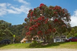 Bay-of-Is;Bay-of-Islands;crimson;flower;flowers;metrosideros-excelsa;N.I.;N.Z.;native;native-plant;native-plants;New-Zealand;NI;North-Is;North-Is.;North-Island;Northland;NZ;Paihia;plant;plants;pohutakawa;pohutakawas;pohutukawa;pohutukawa-flower;pohutukawa-flowers;pohutukawa-tree;pohutukawa-trees;pohutukawas;red;summer;tree;trees