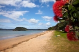 Bay-of-Is;Bay-of-Islands;beach;beaches;coast;coastal;coastline;crimson;flower;flowers;icon;icons;metrosideros-excelsa;Motuarahi-Is;Motuarahi-Island;N.I.;N.Z.;native;native-plant;native-plants;nature;new-zealand;NI;North-Auckland;North-Is;north-is.;north-island;Northland;NZ;Paihia;plant;plants;pohutakawa;pohutakawas;Pohutukawa;pohutukawa-flower;pohutukawa-flowers;pohutukawa-tree;pohutukawa-trees;pohutukawas;red;sand;sandy;shore;shoreline;summer;symbol;symbols;tree;trees