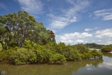Auckland-Region;estuaries;estuary;inlet;inlets;lagoon;lagoons;mangrove;mangrove-swamp;mangrove-swamps;mangroves;metrosideros-excelsa;N.I.;N.Z.;native;native-plant;native-plants;New-Zealand;NI;North-Is;North-Is.;North-Island;Northland;NZ;plant;plants;pohutakawa;pohutakawas;pohutukawa;pohutukawa-tree;pohutukawa-trees;pohutukawas;Rodney-District;Sandspit;summer;tidal;tide;tides;tree;trees;Warkworth;water