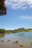 Auckland-Region;coast;coastal;coastline;coastlines;coasts;estuaries;estuary;flower;flowers;foreshore;inlet;inlets;lagoon;lagoons;metrosideros-excelsa;N.I.;N.Z.;native;native-plant;native-plants;New-Zealand;NI;North-Is;North-Is.;North-Island;Northland;NZ;plant;plants;pohutakawa;pohutakawas;pohutukawa;pohutukawa-flower;pohutukawa-flowers;pohutukawa-tree;pohutukawa-trees;pohutukawas;Puhoi-River;Puhutakawa-Tree;Rodney-District;shore;shoreline;shorelines;shores;summer;tidal;tide;tree;trees;water;Wenderholm-Park;Wenderholm-Regional-Park