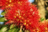 Bay-of-Islands;beach;beaches;crimson;flower;flowers;icon;icons;leaf;leaves;Metrosideros-excelsa;native;nature;new-zealand;North-Auckland;north-is.;north-island;Northland;Paihia;Pohutukawa;pohutukawas;red;shore;shoreline;summer;symbol;symbols