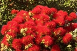 Bay-of-Islands;beach;beaches;crimson;flower;flowers;icon;icons;leaf;leaves;Metrosideros-excelsa;native;nature;new-zealand;North-Auckland;north-is.;north-island;Northland;Paihia;Pohutukawa;pohutukawas;red;shore;shoreline;summer;symbol;symbols