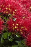 Bay-of-Is;Bay-of-Islands;bee-bees;Bumble-Bee;Bumble-Bees;Bumblebee;Bumblebees;close-up;close_up;closeup;crimson;flower;flowers;metrosideros-excelsa;N.I.;N.Z.;native;native-plant;native-plants;New-Zealand;NI;North-Is;North-Is.;North-Island;Northland;NZ;Paihia;plant;plants;pohutakawa;pohutakawas;pohutukawa;pohutukawa-flower;pohutukawa-flowers;pohutukawa-tree;pohutukawa-trees;pohutukawas;red;summer;tree;trees