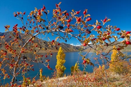 autuminal;autumn;autumn-colour;autumn-colours;autumnal;Benmore-Ra;Benmore-Range;berries;berry;briar;briars;color;colors;colour;colours;deciduous;fall;gold;golden;lake;Lake-Benmore;lakes;leaf;leaves;N.Z.;New-Zealand;North-Otago;NZ;Otago;red-berries;red-berry;rose_hip;rosehip;S.I.;season;seasonal;seasons;SI;South-Island;Sth-Is;Sth-Is.;tree;trees;Waitaki;Waitaki-District;Waitaki-Region;Waitaki-Valley;yellow