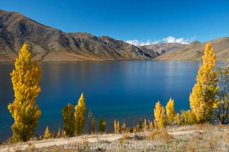 A2O;Alps-2-Ocean-cycle-trail;Alps-to-ocean-cycle-trail;autuminal;autumn;autumn-colour;autumn-colours;autumnal;Benmore-Ra;Benmore-Range;bike-track;bike-tracks;bike-trail;bike-trails;color;colors;colour;colours;cycle-track;cycle-tracks;cycle-trail;cycle-trails;cycleway;cycleways;deciduous;fall;gold;golden;lake;Lake-Benmore;lakes;leaf;leaves;N.Z.;New-Zealand;North-Otago;NZ;Otago;poplar;poplar-tree;poplar-trees;poplars;S.I.;season;seasonal;seasons;SI;South-Island;Sth-Is;Sth-Is.;tree;trees;Waitaki;Waitaki-District;Waitaki-Region;Waitaki-Valley;yellow