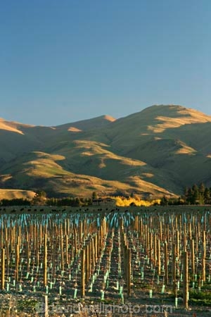 agricultural;agriculture;country;countryside;crop;crops;cultivation;farm;farming;farmland;farms;field;fields;grape;grapes;grapevine;horticulture;New-Vineyard;New-Zelaand;North-Otago;row;rows;rural;South-Island;vine;vines;vineyard;vineyards;vintage;Waitaki-Valley;wine;wineries;winery;wines