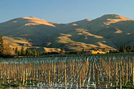 agricultural;agriculture;country;countryside;crop;crops;cultivation;farm;farming;farmland;farms;field;fields;grape;grapes;grapevine;horticulture;New-Vineyard;New-Zelaand;North-Otago;row;rows;rural;South-Island;vine;vines;vineyard;vineyards;vintage;Waitaki-Valley;wine;wineries;winery;wines