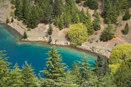 Benmore-Dam;Lake-Benmore;larch;larch-tree;larch-trees;larches;larix;Larix-decidua;N.Z.;New-Zealand;North-Otago;NZ;Otago;SI;South-Island;Waitaki-District;Waitaki-Valley
