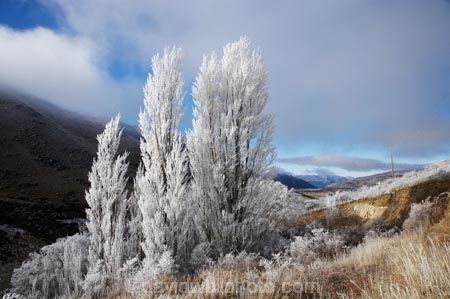 beautiful;calm;calmness;clean;clear;cold;Coldness;Color;Colour;Daytime;Exterior;extreme-weather;freeze;freezing;freezing-fog;frost;Frosted;frosty;frozen;high-country;hoar-frost;hoar-frosts;Hoarfrost;hoarfrosts;ice;ice-crystals;icy;idyllic;Landscape;Landscapes;Mackenzie-Country;N.Z.;natural;Nature;New-Zealand;North-Otago;NZ;Outdoor;Outdoors;Outside;peaceful;Peacefulness;phenomena;phenomenon;poplar-tree;Poplar-Trees;poplars;pure;Quiet;Quietness;rime;rime-ice;S.I.;Scenic;Scenics;season;seasonal;seasons;SI;silence;South-Canterbury;South-Is;south-island;spectacular;stunning;tranquil;tranquility;view;Waitaki-District;Waitaki-Valley;water;weather;White;winter;Wintertime;wintery;wintry