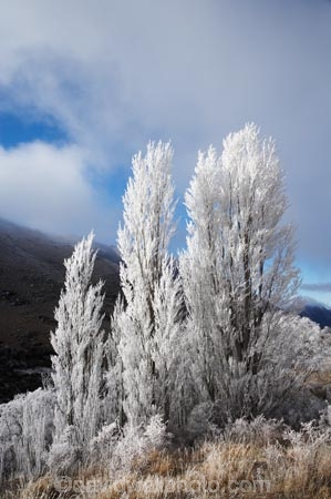 beautiful;calm;calmness;clean;clear;cold;Coldness;Color;Colour;Daytime;Exterior;extreme-weather;freeze;freezing;freezing-fog;frost;Frosted;frosty;frozen;high-country;hoar-frost;hoar-frosts;Hoarfrost;hoarfrosts;ice;ice-crystals;icy;idyllic;Landscape;Landscapes;Mackenzie-Country;N.Z.;natural;Nature;New-Zealand;North-Otago;NZ;Outdoor;Outdoors;Outside;peaceful;Peacefulness;phenomena;phenomenon;poplar-tree;Poplar-Trees;poplars;pure;Quiet;Quietness;rime;rime-ice;S.I.;Scenic;Scenics;season;seasonal;seasons;SI;silence;South-Canterbury;South-Is;south-island;spectacular;stunning;tranquil;tranquility;view;Waitaki-District;Waitaki-Valley;water;weather;White;winter;Wintertime;wintery;wintry