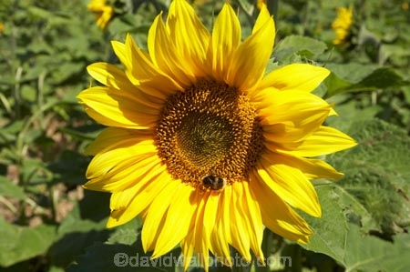 agricultural;agriculture;Botany;Bright;Close-up;Close-ups;Close_up;Close_ups;Closeup;Closeups;Color;colors;Colour;colours;Country;countryside;crop;crops;Day;Daytime;Detail;Details;farm;Farming;farmland;farms;field;fields;Flower;flowering;Flowers;Golden;Grow;Growing;Growth;Harvest;horticulture;meadow;meadows;N.Z.;Natural;Nature;New-Zealand;North-Otago;NZ;Otago;Outdoor;Outdoors;Outside;paddock;paddocks;pasture;pastures;Petal;Petals;plant;Plants;rural;S.I.;seed;Seeds;SI;South-Is.;South-Island;Summer;sun-flower;sun-flowers;Sunflower;Sunflowers;Sunny;Symbol;Symbols;Texture;Textures;yellow