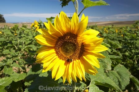 agricultural;agriculture;Botany;Bright;Close-up;Close-ups;Close_up;Close_ups;Closeup;Closeups;Color;colors;Colour;colours;Country;countryside;crop;crops;Day;Daytime;Detail;Details;farm;Farming;farmland;farms;field;fields;Flower;flowering;Flowers;Golden;Grow;Growing;Growth;Harvest;horticulture;meadow;meadows;N.Z.;Natural;Nature;New-Zealand;North-Otago;NZ;Otago;Outdoor;Outdoors;Outside;paddock;paddocks;pasture;pastures;Petal;Petals;plant;Plants;rural;S.I.;seed;Seeds;SI;South-Is.;South-Island;Summer;sun-flower;sun-flowers;Sunflower;Sunflowers;Sunny;Symbol;Symbols;Texture;Textures;yellow