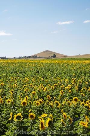 agricultural;agriculture;country;countryside;crop;crops;farm;farming;farmland;farms;field;fields;flowering;horticulture;meadow;meadows;N.Z.;New-Zealand;North-Otago;NZ;Otago;paddock;paddocks;pasture;pastures;plant;plants;rural;S.I.;SI;South-Is.;South-Island;summer