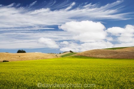 agricultural;agriculture;canola;canola-field;canola-fields;country;countryside;crop;crops;East-Otago;farm;farming;farmland;farms;field;fields;flowering;horticulture;meadow;meadows;N.Z.;New-Zealand;North-Otago;NZ;Otago;paddock;paddocks;Palmerston;pasture;pastures;plant;plants;rapeseed;Rapeseed-Field;rapeseed-fields;rural;S.I.;SI;South-Is.;South-Island;summer;Waikouaiti;yellow