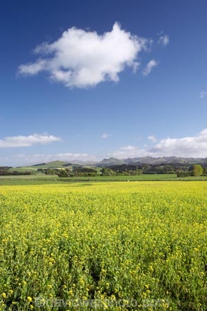 agricultural;agriculture;apeseed-field;canola;canola-field;canola-fields;country;countryside;crop;crops;East-Otago;farm;farming;farmland;farms;field;fields;flowering;horticulture;meadow;meadows;N.Z.;New-Zealand;NZ;Otago;paddock;paddocks;Palmerston;pasture;pastures;plant;plants;rapeseed;Rapeseed-Field;rapeseed-fields;rural;S.I.;SI;South-Is.;South-Island;summer;Waitaki-District;Waitaki-Region;yellow