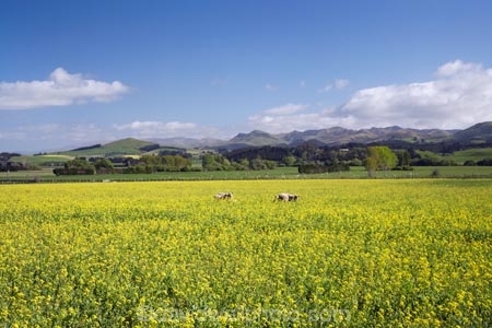 agricultural;agriculture;apeseed-field;canola;canola-field;canola-fields;country;countryside;crop;crops;East-Otago;farm;farming;farmland;farms;field;fields;flowering;horticulture;meadow;meadows;N.Z.;New-Zealand;NZ;Otago;paddock;paddocks;Palmerston;pasture;pastures;plant;plants;rapeseed;Rapeseed-Field;rapeseed-fields;rural;S.I.;SI;South-Is.;South-Island;summer;Waitaki-District;Waitaki-Region;yellow