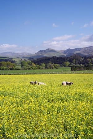 agricultural;agriculture;apeseed-field;canola;canola-field;canola-fields;country;countryside;crop;crops;East-Otago;farm;farming;farmland;farms;field;fields;flowering;horticulture;meadow;meadows;N.Z.;New-Zealand;NZ;Otago;paddock;paddocks;Palmerston;pasture;pastures;plant;plants;rapeseed;Rapeseed-Field;rapeseed-fields;rural;S.I.;SI;South-Is.;South-Island;summer;Waitaki-District;Waitaki-Region;yellow