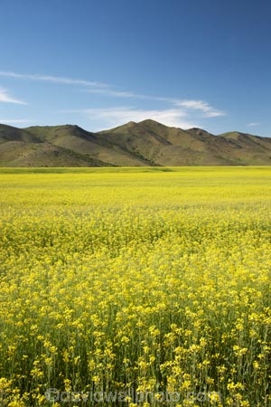 agricultural;agriculture;apeseed-field;Benmore-Range;canola;canola-field;canola-fields;country;countryside;crop;crops;farm;farming;farmland;farms;field;fields;flowering;horticulture;meadow;meadows;N.Z.;New-Zealand;North-Otago;NZ;Omarama;Otago;paddock;paddocks;pasture;pastures;plant;plants;rapeseed;Rapeseed-Field;rapeseed-fields;rural;S.I.;SI;South-Is.;South-Island;summer;Waitaki-District;Waitaki-Region;Waitaki-Valley;yellow