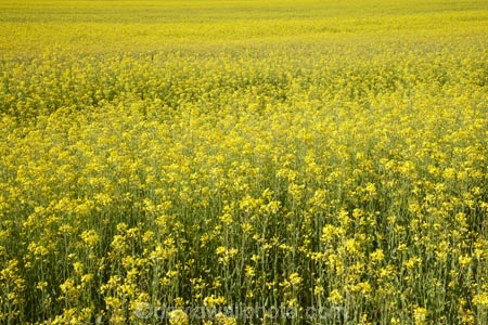 agricultural;agriculture;apeseed-field;canola;canola-field;canola-fields;country;countryside;crop;crops;farm;farming;farmland;farms;field;fields;flowering;horticulture;meadow;meadows;N.Z.;New-Zealand;North-Otago;NZ;Omarama;Otago;paddock;paddocks;pasture;pastures;plant;plants;rapeseed;Rapeseed-Field;rapeseed-fields;rural;S.I.;SI;South-Is.;South-Island;summer;Waitaki-District;Waitaki-Region;Waitaki-Valley;yellow