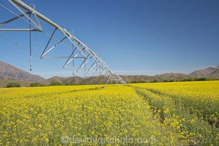 agicultural-machine;agricultural;agriculture;apeseed-field;automatic-irrigation;canola;canola-field;canola-fields;centre-pivot-irrigation;country;countryside;crop;crops;cultivation;farm;farm-equipment;farm-implements;farm-machinery;farming;farmland;farms;field;fields;flowering;grow;growing;horticulture;irrigate;irrigated-land;irrigation;irrigation-equipment;irrigation-scheme;irrigator;machine;machines;meadow;meadows;mobile-irrigation;N.Z.;New-Zealand;North-Otago;NZ;Omarama;Otago;paddock;paddocks;pasture;pastures;pivoting-boom-irrigation;plant;plants;rapeseed;Rapeseed-Field;rapeseed-fields;rotary-irrigation;rural;S.I.;SI;South-Is.;South-Island;spray;sprays;sprinkers;sprinkler;summer;Waitaki-District;Waitaki-Region;Waitaki-Valley;yellow