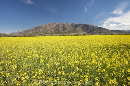 agricultural;agriculture;apeseed-field;canola;canola-field;canola-fields;country;countryside;crop;crops;Cuthbert-Range;farm;farming;farmland;farms;field;fields;flowering;horticulture;meadow;meadows;N.Z.;New-Zealand;North-Otago;NZ;Omarama;Otago;paddock;paddocks;pasture;pastures;plant;plants;rapeseed;Rapeseed-Field;rapeseed-fields;rural;S.I.;SI;South-Is.;South-Island;summer;Waitaki-District;Waitaki-Region;Waitaki-Valley;yellow