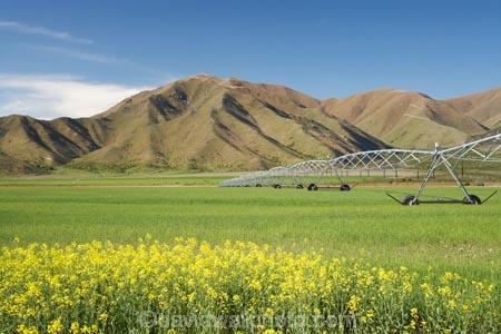 agicultural-machine;agricultural;agriculture;apeseed-field;automatic-irrigation;Benmore-Range;canola;canola-field;canola-fields;centre-pivot-irrigation;country;countryside;crop;crops;cultivation;farm;farm-equipment;farm-implements;farm-machinery;farming;farmland;farms;field;fields;flowering;grow;growing;horticulture;irrigate;irrigated-land;irrigation;irrigation-equipment;irrigation-scheme;irrigator;machine;machines;meadow;meadows;mobile-irrigation;N.Z.;New-Zealand;North-Otago;NZ;Omarama;Otago;paddock;paddocks;pasture;pastures;pivoting-boom-irrigation;plant;plants;rapeseed;Rapeseed-Field;rapeseed-fields;rotary-irrigation;rural;S.I.;SI;South-Is.;South-Island;spray;sprays;sprinkers;sprinkler;summer;Waitaki-District;Waitaki-Region;Waitaki-Valley;yellow