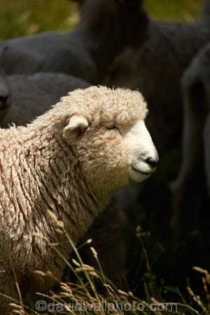 agricultural;agriculture;Animal;Animals;ewes;farm;Farm-animals;farming;farms;herbivore;herbivores;herbivorous;livestock;mammal;mammals;N.Z.;New-Zealand;North-Otago;Nth-Otago;NZ;Otago;rural;S.I.;sheep;SI;South-Is;South-Island;Sth-Is;stock;Waitaki;Waitaki-District;Waitaki-Region;white;wool;woolly;wooly