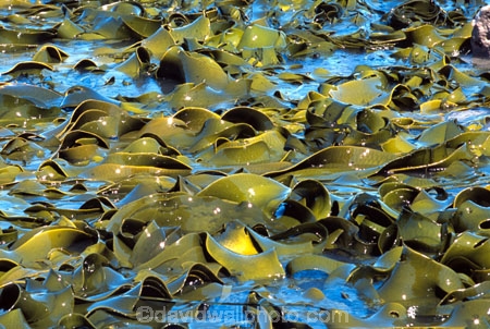 blade;blades;brown-algar;canopy;coast;kelp-bed;kelpbed;marine;ocean;Pacific;Phaeophyceae;pneumatocyst;salt-water;sea;sea-weed;seaweed;stem;stems;stipe;vegetation;vertical;vertically;weed