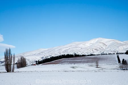 agricultural;agriculture;cold;country;countryside;crop;crops;cultivation;farm;farming;farmland;farms;field;fields;freeze;freezing;grape;grapes;grapevine;horticulture;N.Z.;New-Zealand;North-Otago;NZ;Otago;row;rows;rural;S.I.;season;seasonal;seasons;SI;snow;snowy;South-Island;vine;vines;vineyard;vineyards;vintage;Waitaki-District;Waitaki-Valley;white;wine;wineries;winery;wines;winter;wintery
