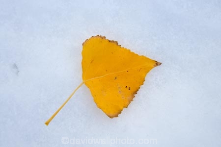 autuminal;autumn;autumn-colour;autumn-colours;autumnal;cold;color;colors;colour;colours;deciduous;fall;freeze;freezing;leaf;leaves;N.Z.;New-Zealand;North-Otago;NZ;Otago;Otamatata;poplar;poplar-tree;poplar-trees;poplars;S.I.;season;seasonal;seasons;SI;snow;snowy;South-Island;Waitaki-District;Waitaki-Valley;white;winter;wintery