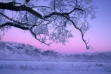 branch;cold;dusk;freeze;freezing;frost;frosty;hoar;ice;last-light;mountain;mountains;slippery;snow;sunset;tree;twilight;winter