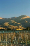 agricultural;agriculture;country;countryside;crop;crops;cultivation;farm;farming;farmland;farms;field;fields;grape;grapes;grapevine;horticulture;New-Vineyard;New-Zelaand;North-Otago;row;rows;rural;South-Island;vine;vines;vineyard;vineyards;vintage;Waitaki-Valley;wine;wineries;winery;wines
