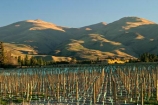 agricultural;agriculture;country;countryside;crop;crops;cultivation;farm;farming;farmland;farms;field;fields;grape;grapes;grapevine;horticulture;New-Vineyard;New-Zelaand;North-Otago;row;rows;rural;South-Island;vine;vines;vineyard;vineyards;vintage;Waitaki-Valley;wine;wineries;winery;wines
