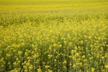agricultural;agriculture;apeseed-field;canola;canola-field;canola-fields;country;countryside;crop;crops;farm;farming;farmland;farms;field;fields;flowering;horticulture;meadow;meadows;N.Z.;New-Zealand;North-Otago;NZ;Omarama;Otago;paddock;paddocks;pasture;pastures;plant;plants;rapeseed;Rapeseed-Field;rapeseed-fields;rural;S.I.;SI;South-Is.;South-Island;summer;Waitaki-District;Waitaki-Region;Waitaki-Valley;yellow