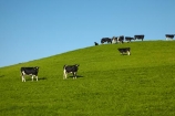 agricultural;agriculture;animal;animals;blue-skies;blue-sky;cattle;country;countryside;cow;cows;dairy;dairy-cow;dairy-cows;dairy-farm;dairy-farms;farm;farming;farmland;farms;field;fields;grassy;green;green-grass;Herbivore;Herbivores;Herbivorous;Livestock;mammal;mammals;meadow;meadows;N.Z.;New-Zealand;North-Otago;NZ;Otago;paddock;paddocks;pasture;pastures;rural;sky;South-Is;South-Island;stock;Waitaki-District;Waitaki-Region
