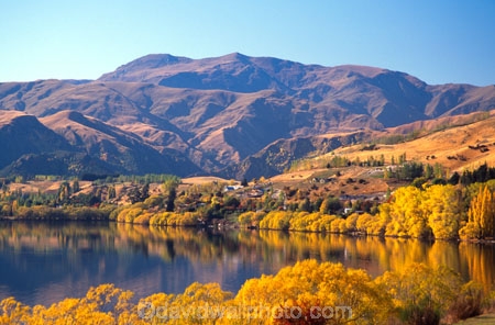 willow;tree;trees;reflection;yellow;fall;leaf;leaves;color;colors;colour;colours;wakatipu-basin;reflections;willow;willows;lakes