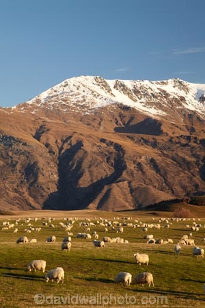 agricultural;agriculture;alp;alpine;alps;altitude;Ben-Cruachan;country;countryside;Crown-Range;Crown-Terrace;farm;farming;Farmland;farms;field;fields;high-altitude;horticulture;meadow;meadows;mount;mountain;mountain-peak;mountainous;mountains;mountainside;mt;mt.;N.Z.;New-Zealand;NZ;Otago;paddock;paddocks;pasture;pastures;peak;peaks;range;ranges;rural;S.I.;sheep;SI;snow;snow-capped;snow_capped;snowcapped;snowy;South-Is.;South-Island;southern-alps;Southern-Lakes;Southern-Lakes-District;Southern-Lakes-Region;stock;summit;summits