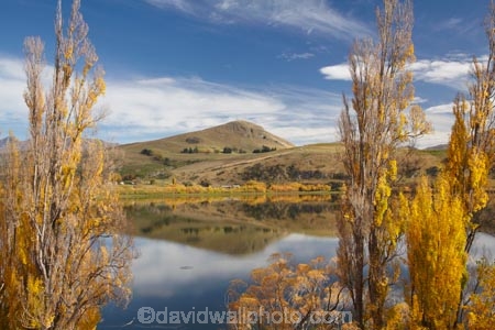 autuminal;autumn;autumn-colour;autumn-colours;autumnal;calm;color;colors;colour;colours;deciduous;fall;lake;Lake-Hayes;lakes;leaf;leaves;N.Z.;New-Zealand;NZ;Otago;placid;poplar-tree;poplar-trees;Queenstown;quiet;reflection;reflections;S.I.;season;seasonal;seasons;serene;SI;smooth;South-Is;South-Is.;South-Island;Southern-Lakes;Southern-Lakes-District;Southern-Lakes-Region;still;tranquil;tree;trees;water;willow-tree;willow-trees