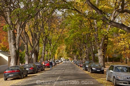 Arrowtown;autuminal;autumn;autumn-colour;autumn-colours;autumnal;avenue;avenues;Buckingham-St;Buckingham-Street;car;cars;color;colors;colour;colours;deciduous;fall;leaf;leaves;N.Z.;New-Zealand;NZ;Otago;parked-car;parked-cars;S.I.;season;seasonal;seasons;SI;South-Is;South-Is.;South-Island;Southern-Lakes;Southern-Lakes-District;Southern-Lakes-Region;tree;trees