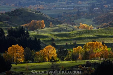 agricultural;agriculture;Arrowtown;autuminal;autumn;autumn-colour;autumn-colours;autumnal;color;colors;colour;colours;country;countryside;deciduous;fall;farm;farming;farmland;farms;field;fields;gold;golden;leaf;leaves;meadow;meadows;N.Z.;New-Zealand;NZ;Otago;paddock;paddocks;pasture;pastures;Queenstown;rural;season;seasonal;seasons;South-Is;South-Island;Sth-Is;tree;trees;yellow