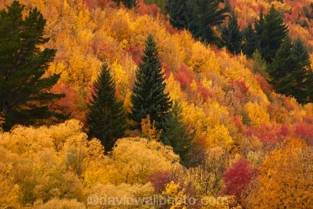 Arrowtown;Arrowtown-Hill;autuminal;autumn;autumn-colour;autumn-colours;autumnal;central-otago;color;colors;colour;colours;conifer;conifers;deciduous;fall;gold;golden;larch;leaf;leaves;mountain-ash;N.Z.;near-Queenstown;New-Zealand;NZ;orange;orange-mountain-ash;Otago;pine;pine-tree;pine-trees;pines;Queenstown;rowan;rowan-tree;rowan-trees;S.I.;season;seasonal;seasons;SI;sorbus;Sorbus-aucaparia;South-Is;South-Is.;South-Island;Southern-Lakes;Southern-Lakes-District;Southern-Lakes-Region;Sth-Is;Tobins-Track;Tobins-Track;tree;trees;yellow