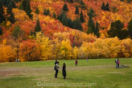 Arrowtown;Arrowtown-Hill;Asian-tourists;autuminal;autumn;autumn-colour;autumn-colours;autumn-leaves;autumnal;central-otago;Chinese-tourists;color;colors;colour;colours;conifer;conifers;deciduous;fall;gold;golden;larch;leaf;leaves;mountain-ash;N.Z.;near-Queenstown;New-Zealand;NZ;orange;orange-mountain-ash;Otago;park;parks;people;person;pine;pine-tree;pine-trees;pines;Queenstown;reserve;rowan;rowan-tree;rowan-trees;S.I.;season;seasonal;seasons;SI;sorbus;Sorbus-aucaparia;South-Is;South-Is.;South-Island;Southern-Lakes;Southern-Lakes-District;Southern-Lakes-Region;Sth-Is;Tobins-Track;Tobins-Track;tourism;tourist;tourists;tree;trees;Wilcox-Green;yellow
