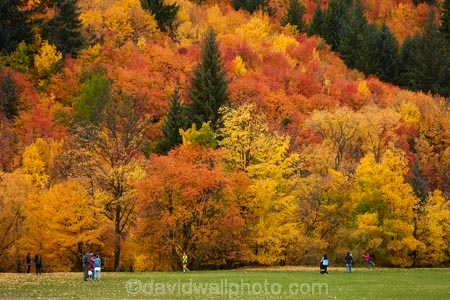 Arrowtown;Arrowtown-Hill;Asian-tourists;autuminal;autumn;autumn-colour;autumn-colours;autumn-leaves;autumnal;central-otago;Chinese-tourists;color;colors;colour;colours;conifer;conifers;deciduous;fall;gold;golden;larch;leaf;leaves;mountain-ash;N.Z.;near-Queenstown;New-Zealand;NZ;orange;orange-mountain-ash;Otago;park;parks;people;person;pine;pine-tree;pine-trees;pines;Queenstown;reserve;rowan;rowan-tree;rowan-trees;S.I.;season;seasonal;seasons;SI;sorbus;Sorbus-aucaparia;South-Is;South-Is.;South-Island;Southern-Lakes;Southern-Lakes-District;Southern-Lakes-Region;Sth-Is;Tobins-Track;Tobins-Track;tourism;tourist;tourists;tree;trees;Wilcox-Green;yellow