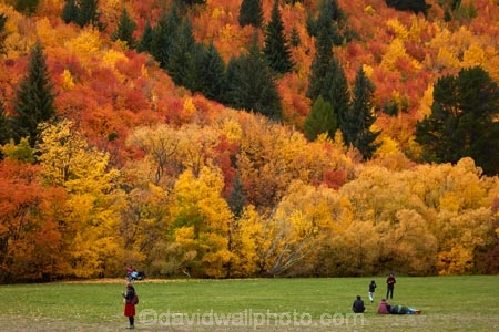 Arrowtown;Arrowtown-Hill;Asian-tourists;autuminal;autumn;autumn-colour;autumn-colours;autumn-leaves;autumnal;central-otago;Chinese-tourists;color;colors;colour;colours;conifer;conifers;deciduous;fall;gold;golden;larch;leaf;leaves;mountain-ash;N.Z.;near-Queenstown;New-Zealand;NZ;orange;orange-mountain-ash;Otago;park;parks;people;person;pine;pine-tree;pine-trees;pines;Queenstown;reserve;rowan;rowan-tree;rowan-trees;S.I.;season;seasonal;seasons;SI;sorbus;Sorbus-aucaparia;South-Is;South-Is.;South-Island;Southern-Lakes;Southern-Lakes-District;Southern-Lakes-Region;Sth-Is;Tobins-Track;Tobins-Track;tourism;tourist;tourists;tree;trees;Wilcox-Green;yellow