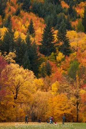 Arrowtown;Arrowtown-Hill;Asian-tourists;autuminal;autumn;autumn-colour;autumn-colours;autumn-leaves;autumnal;central-otago;Chinese-tourists;color;colors;colour;colours;conifer;conifers;deciduous;fall;gold;golden;larch;leaf;leaves;mountain-ash;N.Z.;near-Queenstown;New-Zealand;NZ;orange;orange-mountain-ash;Otago;park;parks;people;person;pine;pine-tree;pine-trees;pines;Queenstown;reserve;rowan;rowan-tree;rowan-trees;S.I.;season;seasonal;seasons;SI;sorbus;Sorbus-aucaparia;South-Is;South-Is.;South-Island;Southern-Lakes;Southern-Lakes-District;Southern-Lakes-Region;Sth-Is;Tobins-Track;Tobins-Track;tourism;tourist;tourists;tree;trees;Wilcox-Green;yellow