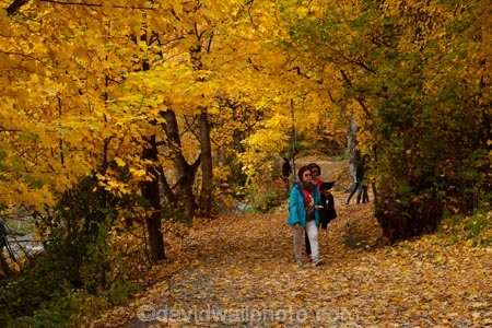 Arrow-River;Arrowtown;autuminal;autumn;autumn-colour;autumn-colours;autumnal;color;colors;colour;colours;deciduous;fall;gold;golden;hiking-path;hiking-paths;hiking-trail;hiking-trails;leaf;leaves;N.Z.;New-Zealand;NZ;Otago;path;paths;pathway;pathways;people;person;Queenstown;route;routes;season;seasonal;seasons;South-Is;South-Island;Sth-Is;tourism;tourist;tourists;track;tracks;trail;trails;tramping-trail;tramping-trails;tree;trees;walking-path;walking-paths;walking-trail;walking-trails;walkway;walkways;yellow