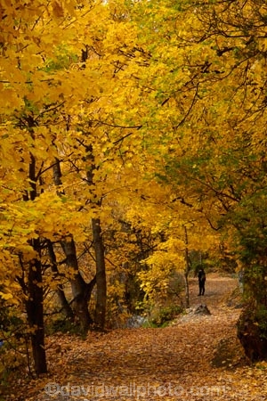 Arrow-River;Arrowtown;autuminal;autumn;autumn-colour;autumn-colours;autumnal;color;colors;colour;colours;deciduous;fall;gold;golden;hiking-path;hiking-paths;hiking-trail;hiking-trails;leaf;leaves;N.Z.;New-Zealand;NZ;Otago;path;paths;pathway;pathways;people;person;Queenstown;route;routes;season;seasonal;seasons;South-Is;South-Island;Sth-Is;tourism;tourist;tourists;track;tracks;trail;trails;tramping-trail;tramping-trails;tree;trees;walking-path;walking-paths;walking-trail;walking-trails;walkway;walkways;yellow